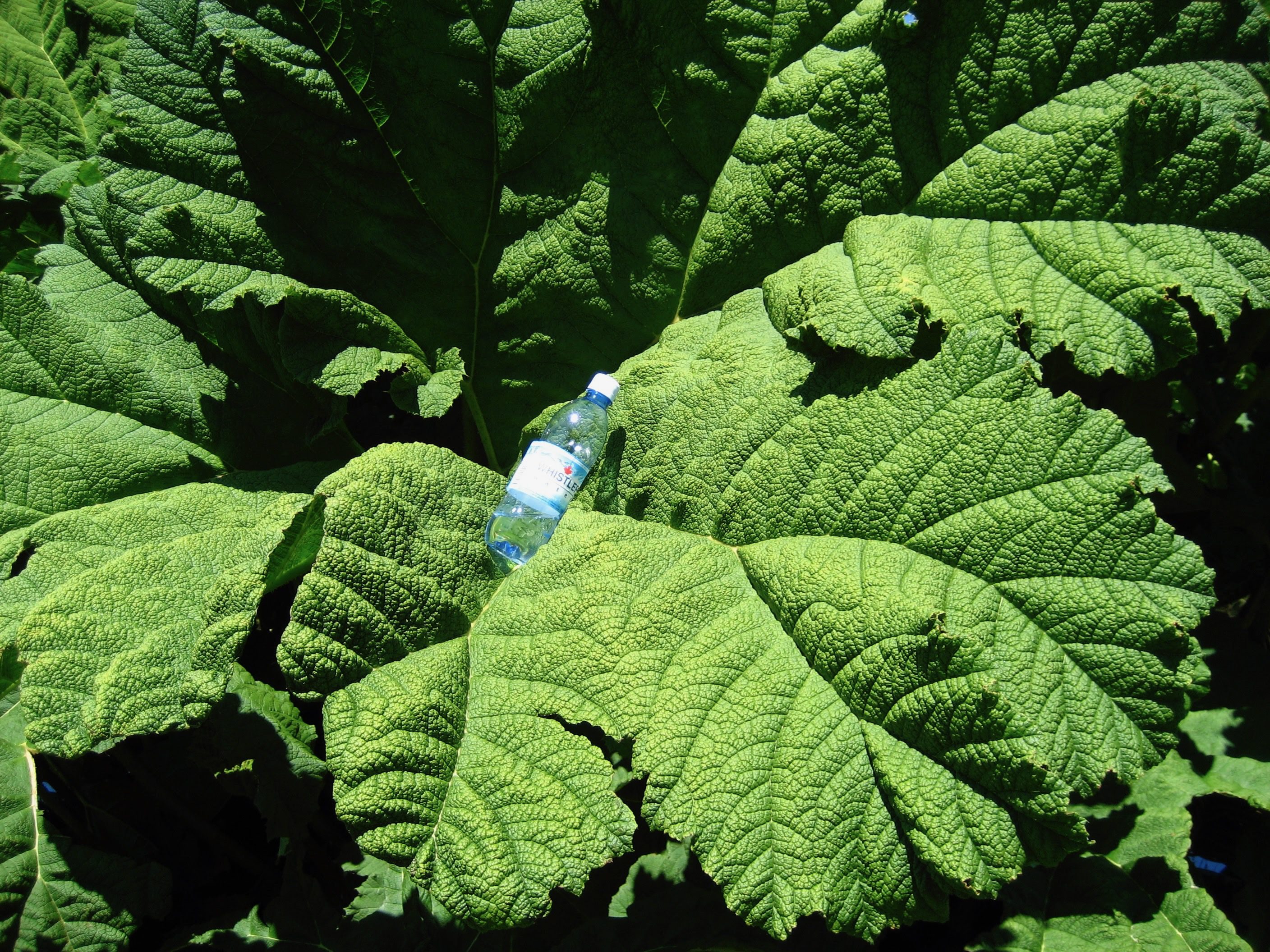 Leaf in Vancouver shot with a Canon Powershot