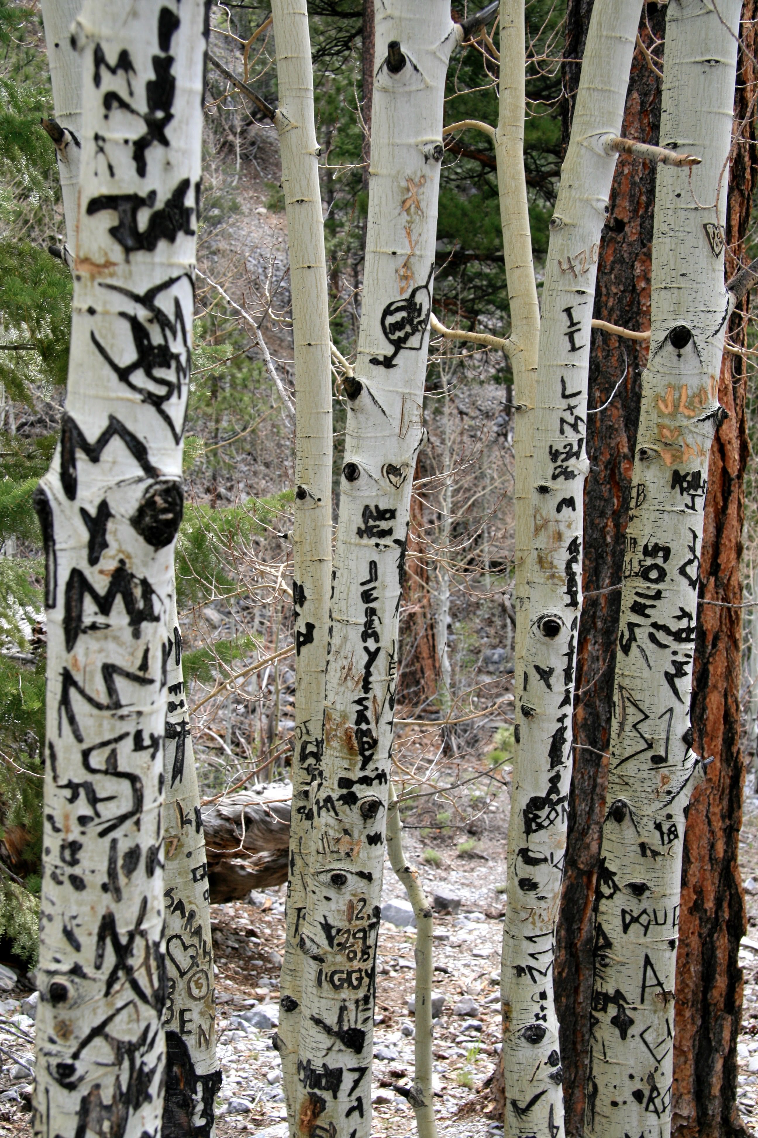 Aspen Trees in Colorado
