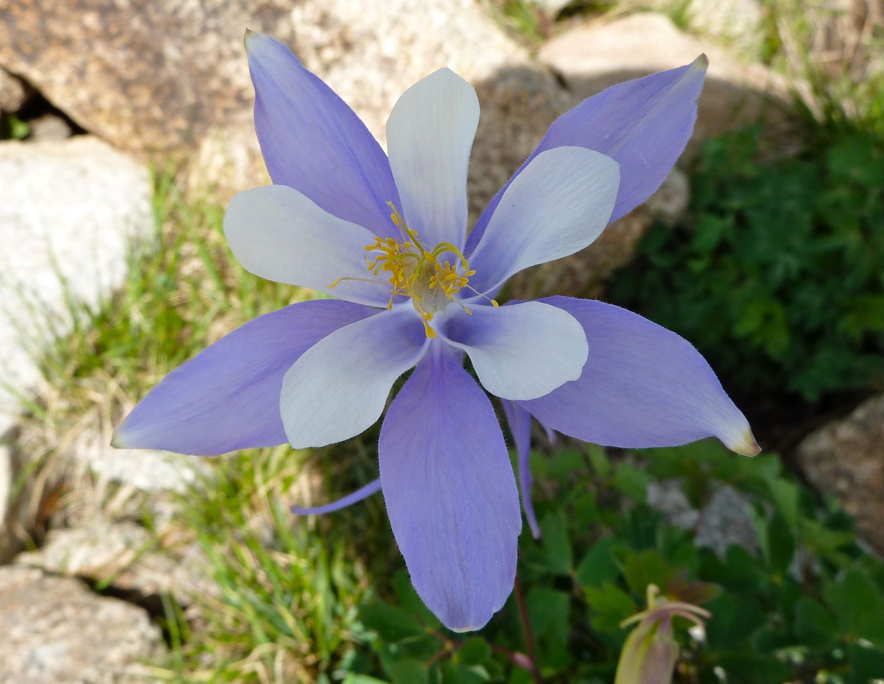 A columbine growing on Mt Audubon in Colorado