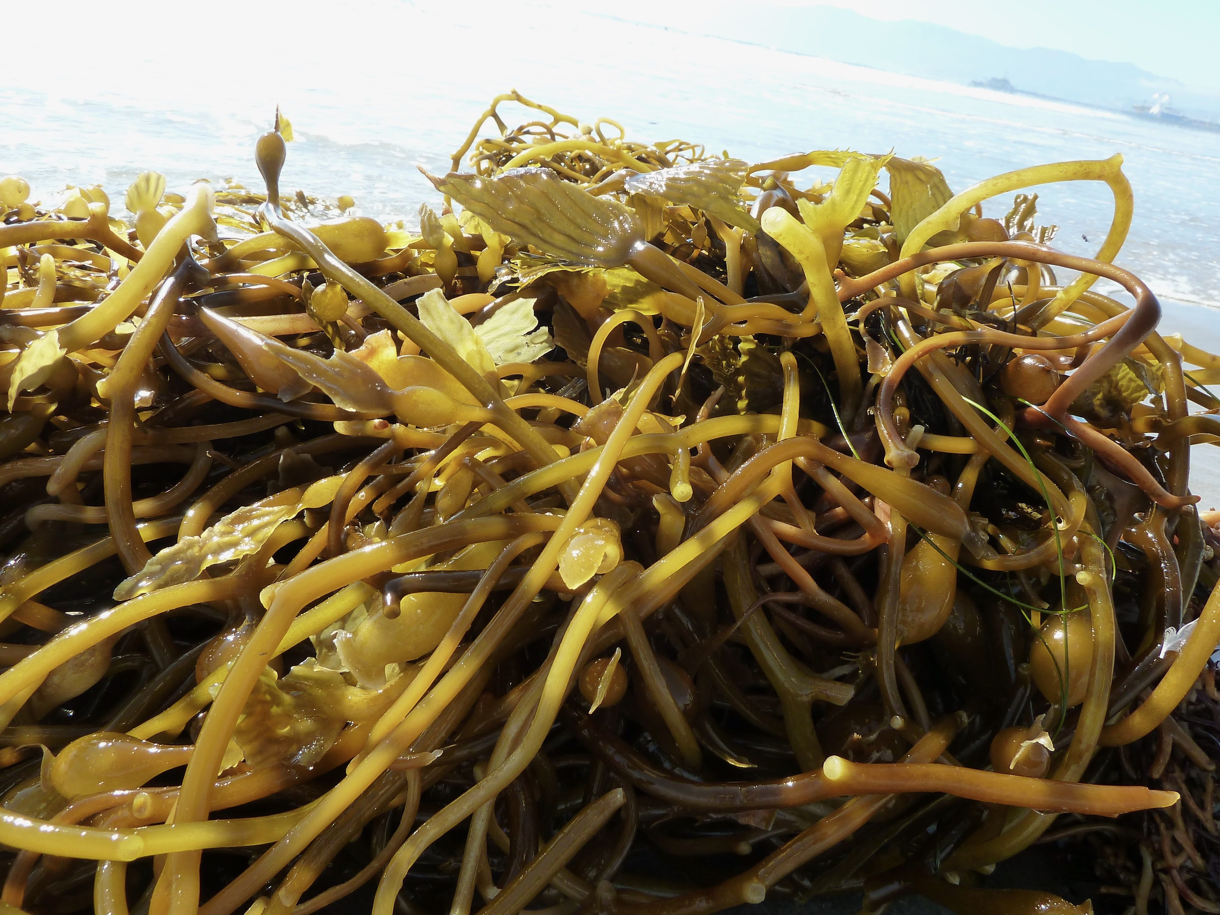 Venice Beach Seaweed