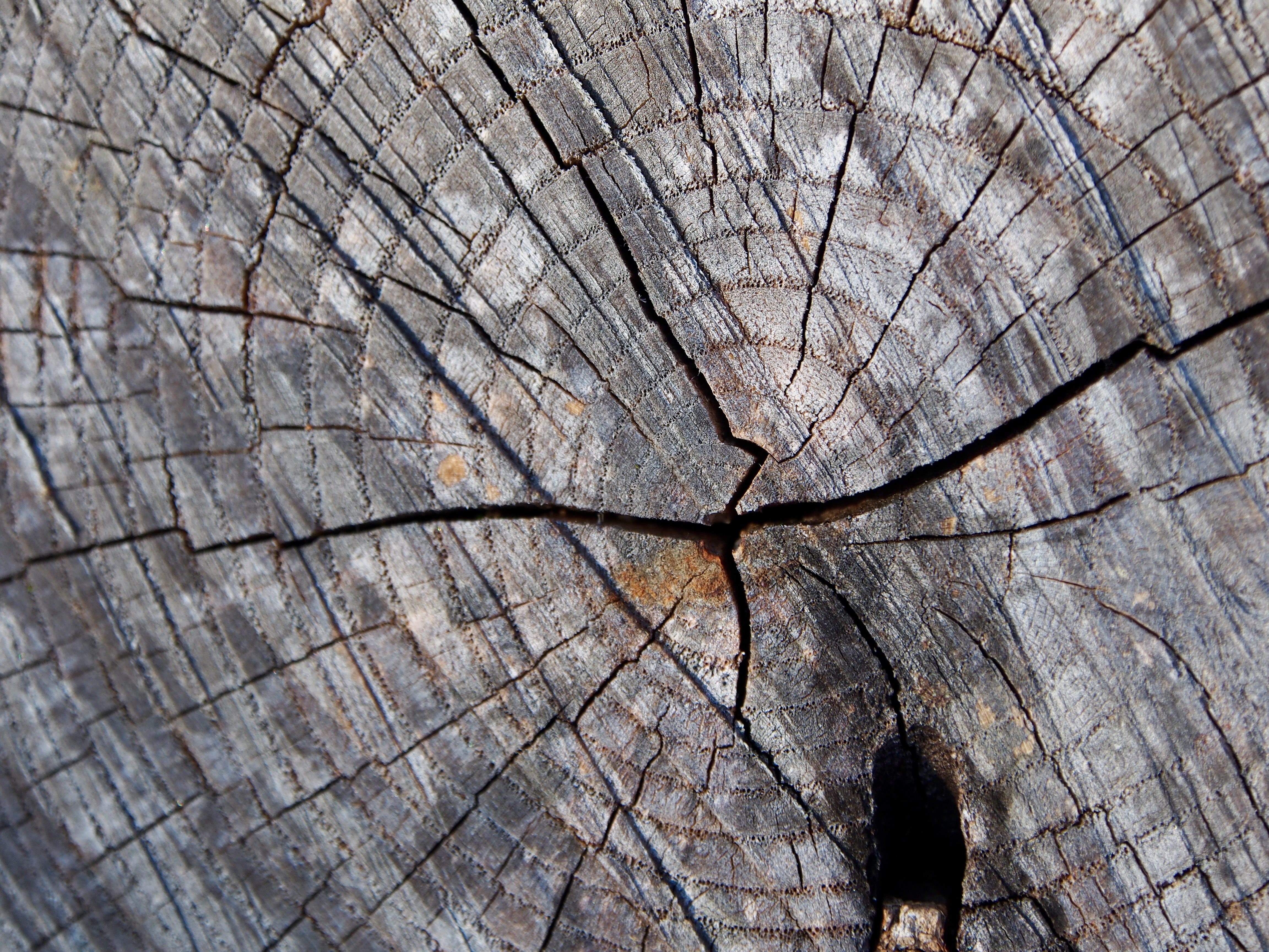 A macro shot of a tree