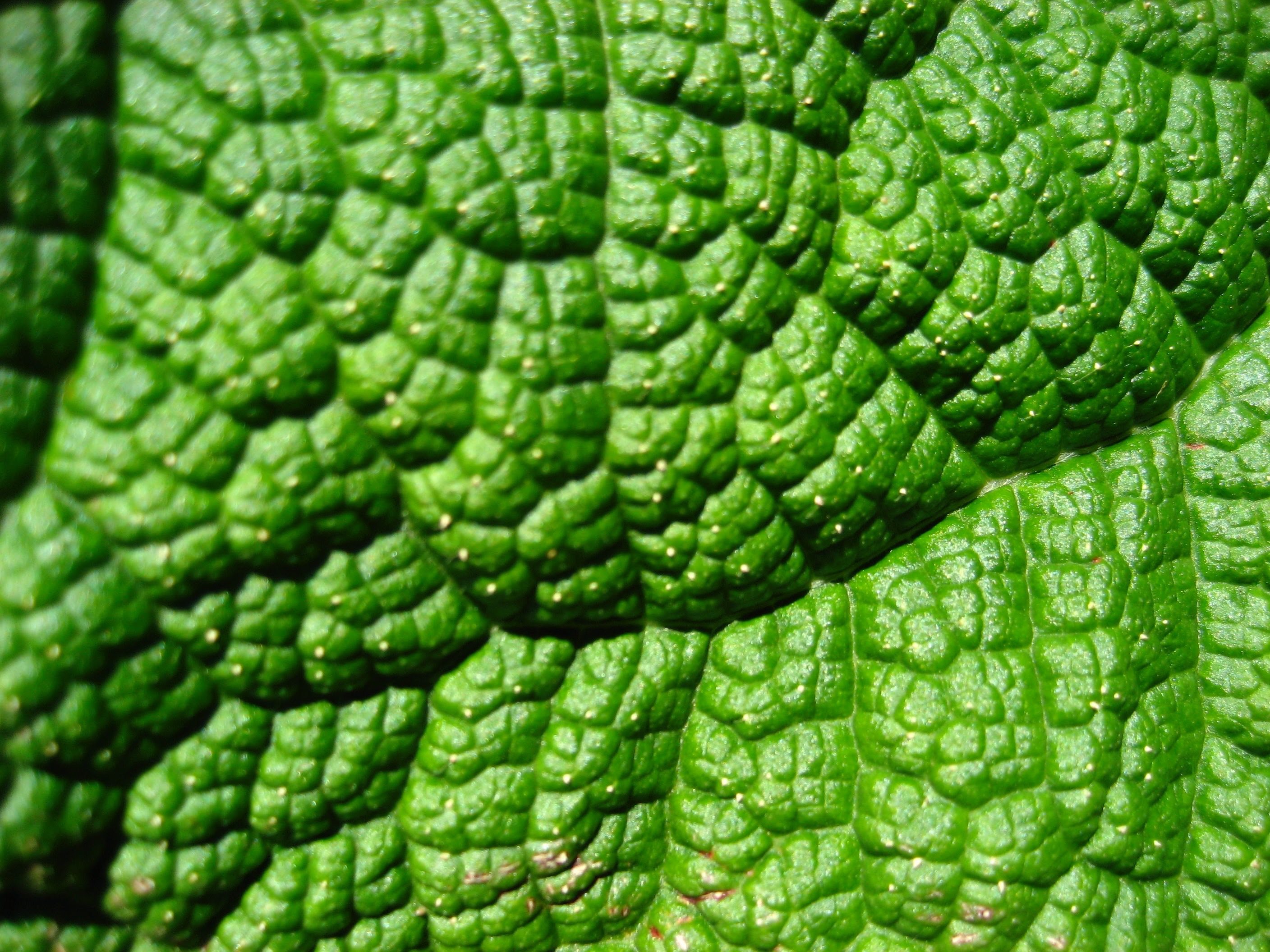 Leaf in Vancouver shot with a Canon Powershot